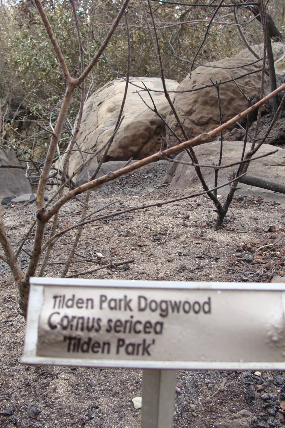 burned dogwood tree, Santa Barbara Botanic Garden, after the Jesusita Fire