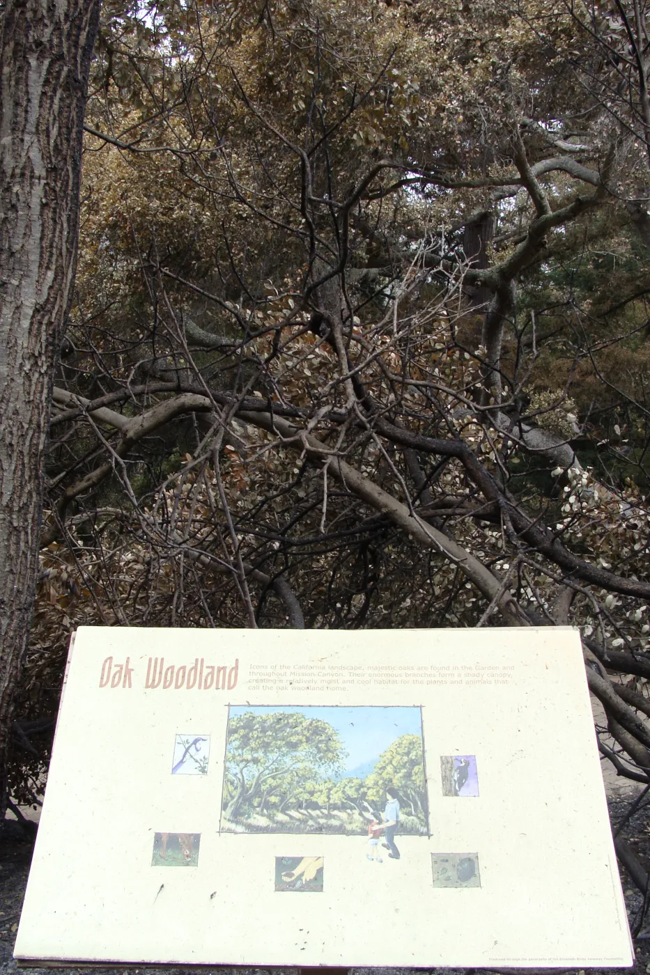 burned Oak Woodland sign, Woodland Trail, Santa Barbara Botanic Garden, after the Jesusita Fire