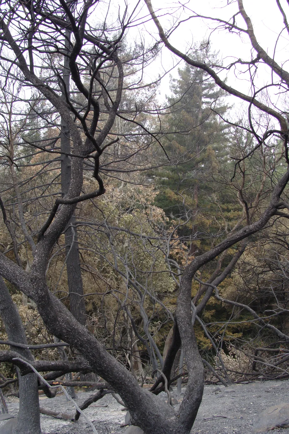 burned vegetation, Woodland Trail, Santa Barbara Botanic Garden, after the Jesusita Fire