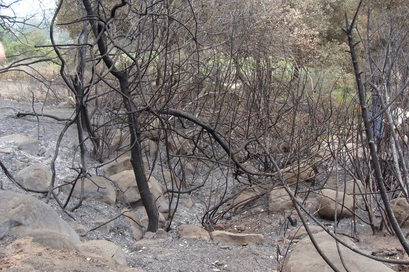 burned vegetation and uncovered rock drainage, Woodland Trail, Santa Barbara Botanic Garden, after the Jesusita Fire