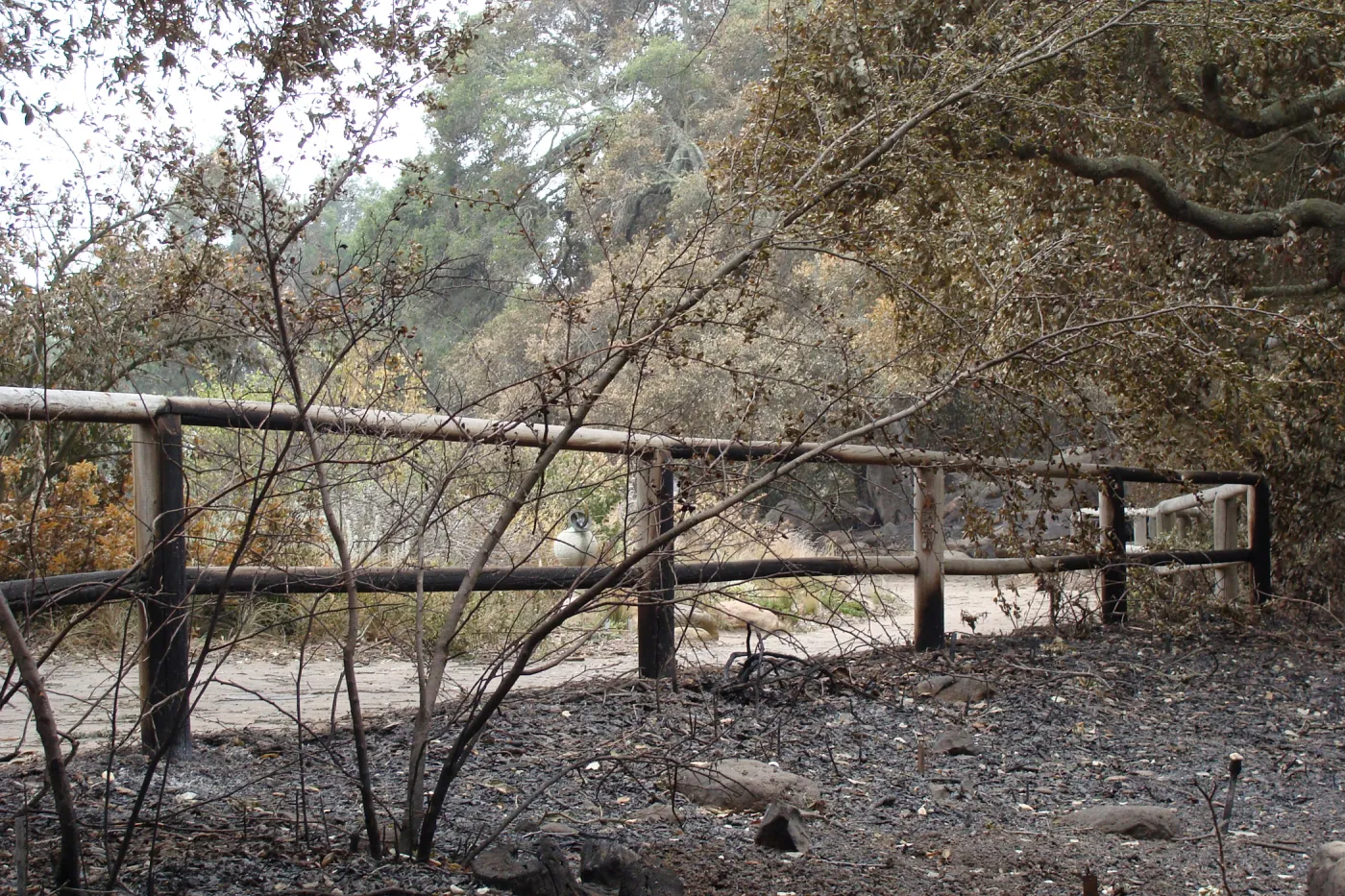 burned fence at canyon rim, Santa Barbara Botanic Garden, after the Jesusita Fire