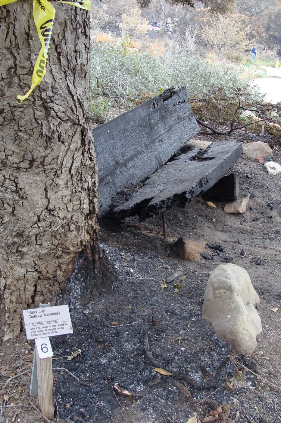 burned wood bench, top of Meadow, Santa Barbara Botanic Garden, after the Jesusita Fire