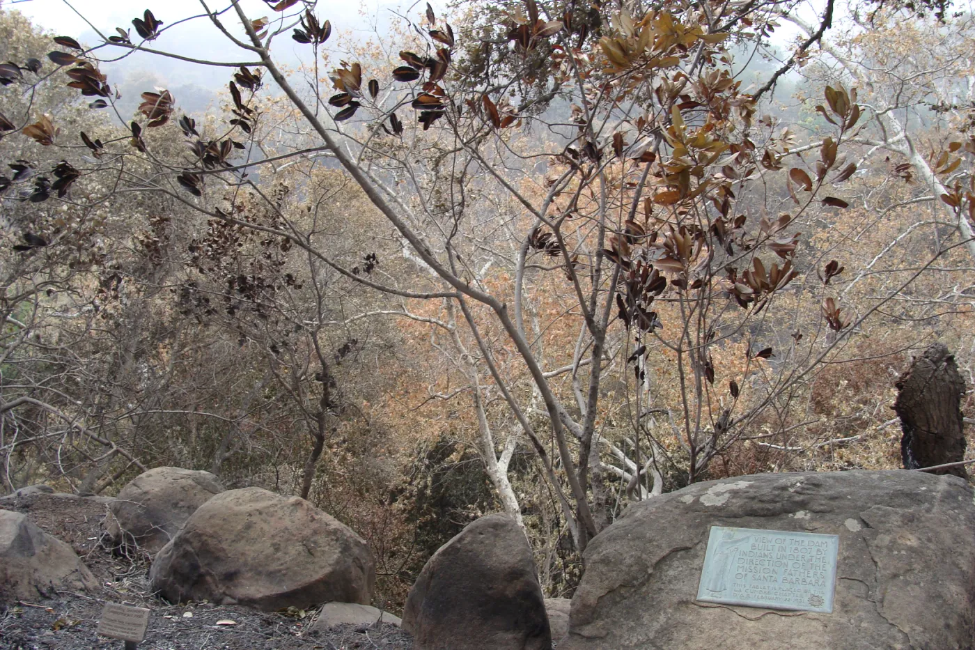 burned vegetation at the eastern rim of Mission Canyon, Santa Barbara Botanic Garden, after the Jesusita Fire