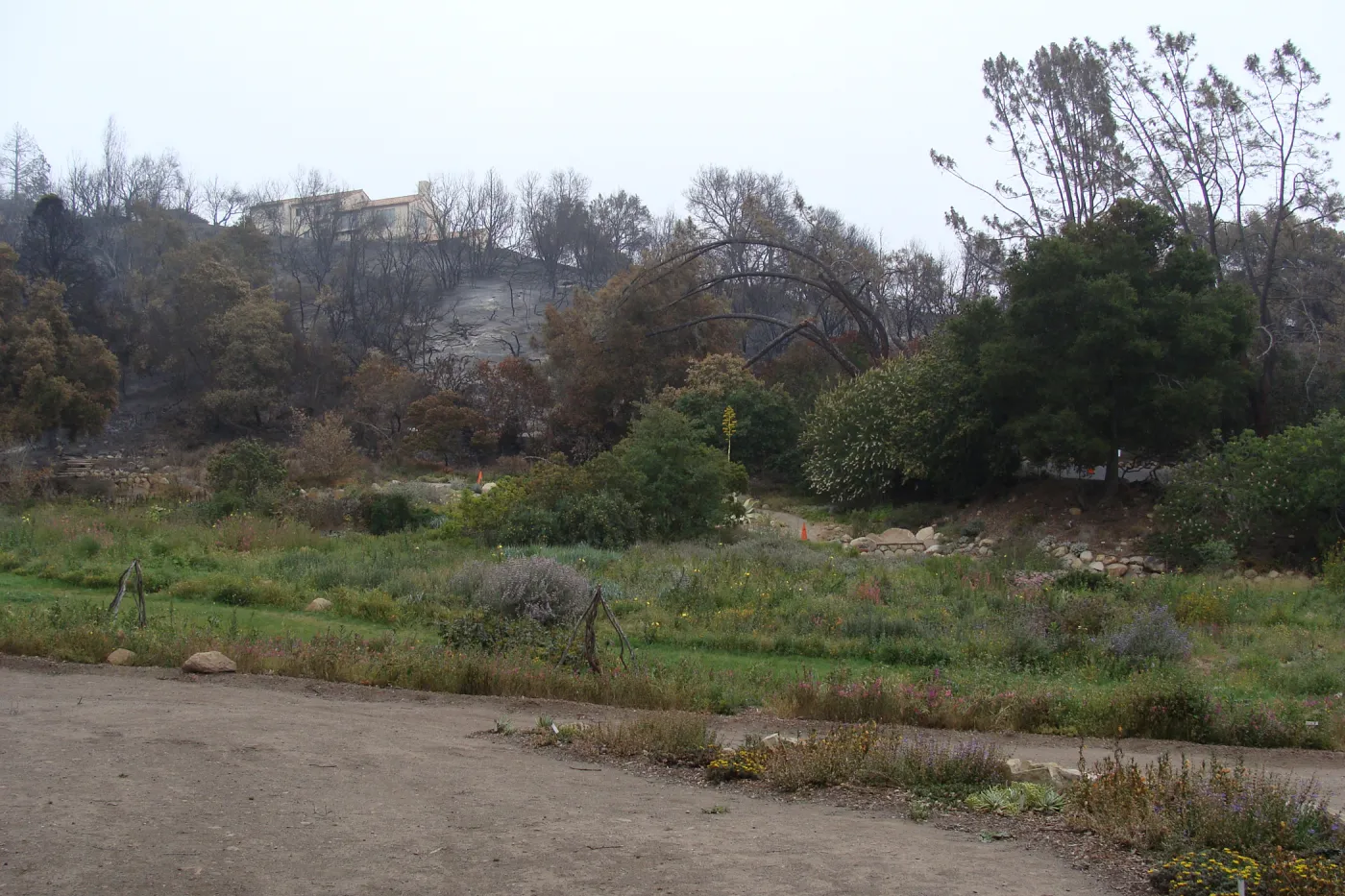 Meadow and burned slope along Mission Canyon Road, Santa Barbara Botanic Garden, after the Jesusita Fire