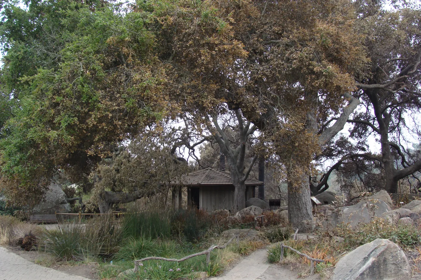 The Pond and Information Kisok, Santa Barbara Botanic Garden, after the Jesusita Fire