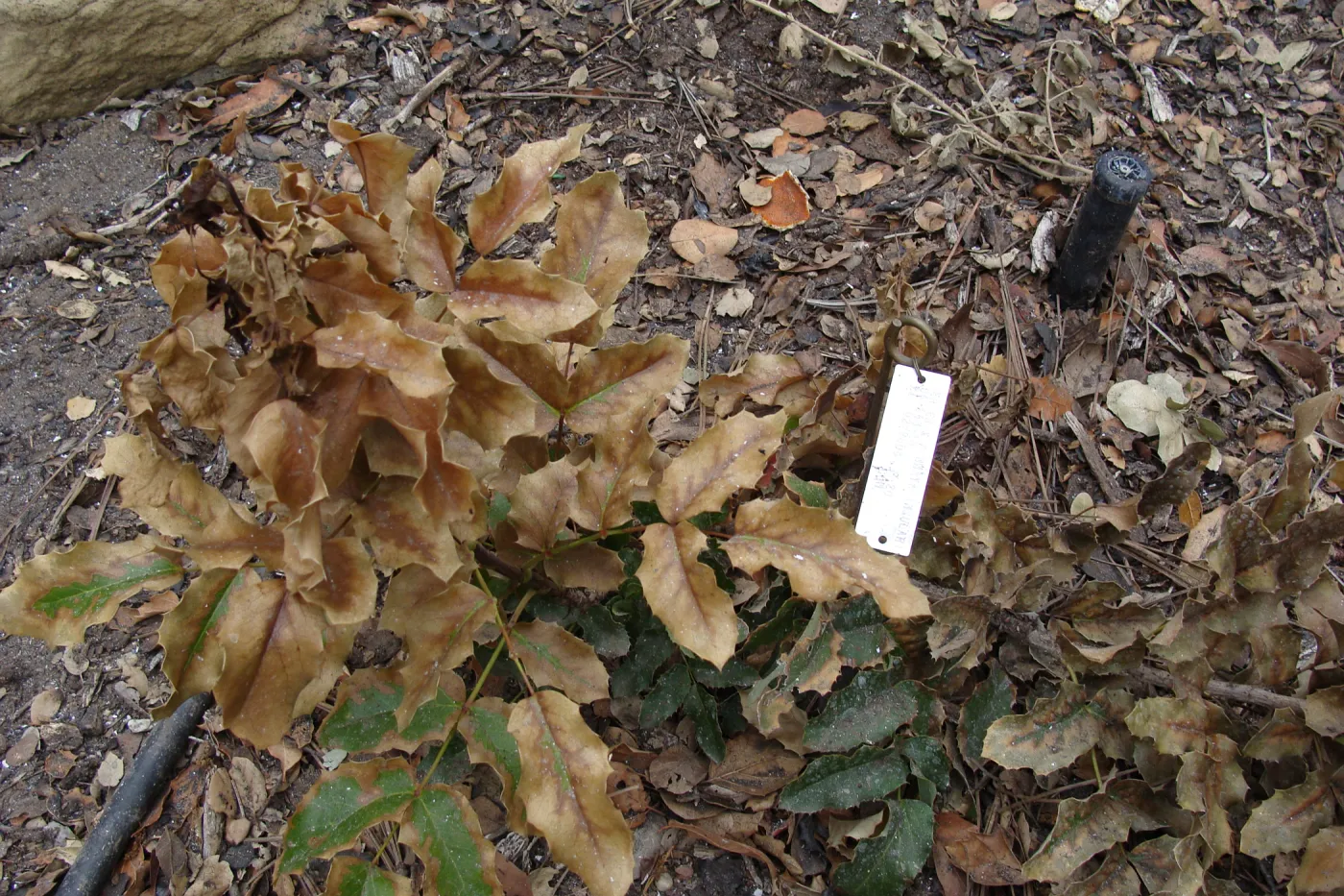 fire singed Island Barberry, Conservation Garden, the Santa Barbara Botanic Garden, after the Jesusita Fire