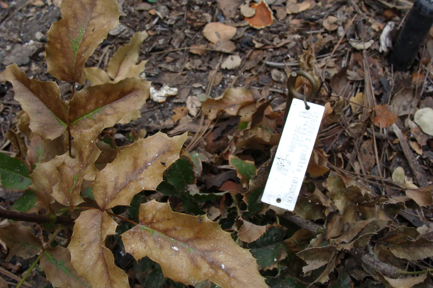 fire singed Island Barberry, Conservation Garden, the Santa Barbara Botanic Garden, after the Jesusita Fire