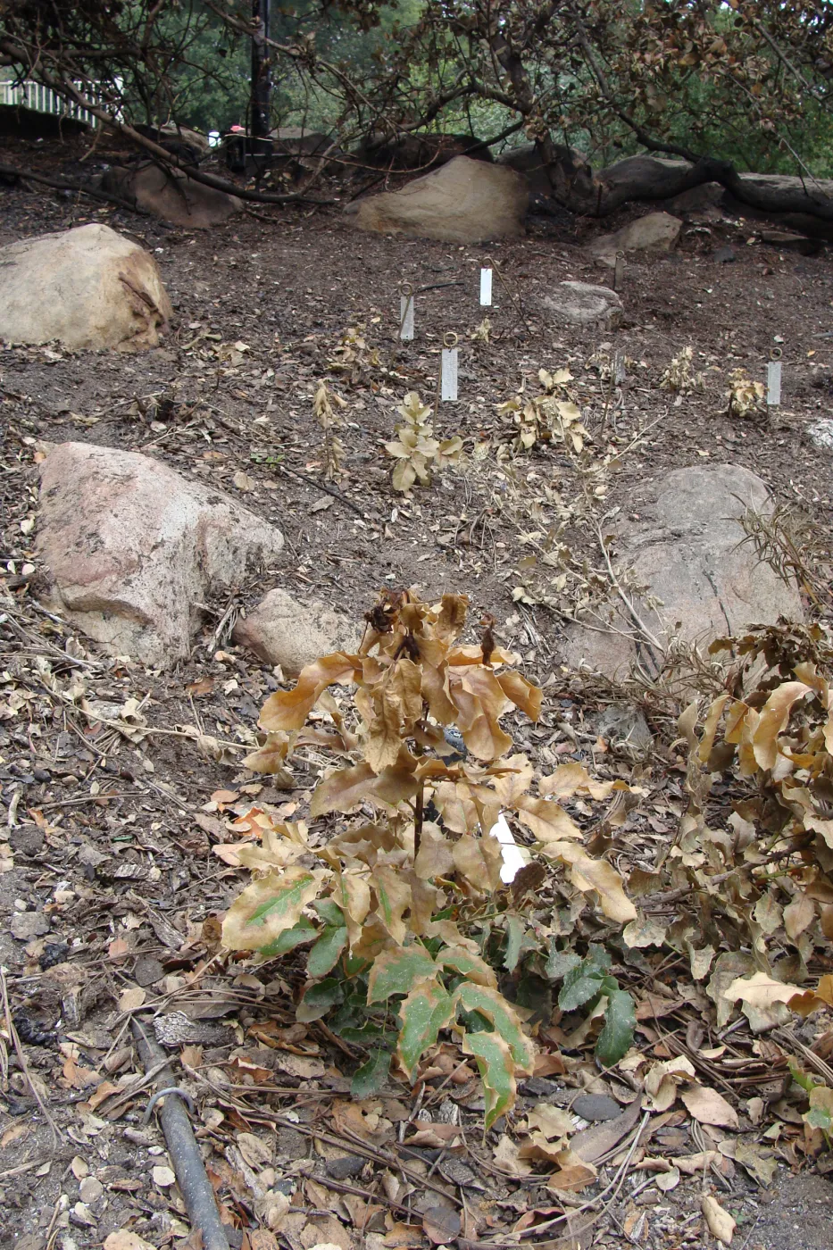 fire singed Island Barberry, Conservation Garden, the Santa Barbara Botanic Garden, after the Jesusita Fire