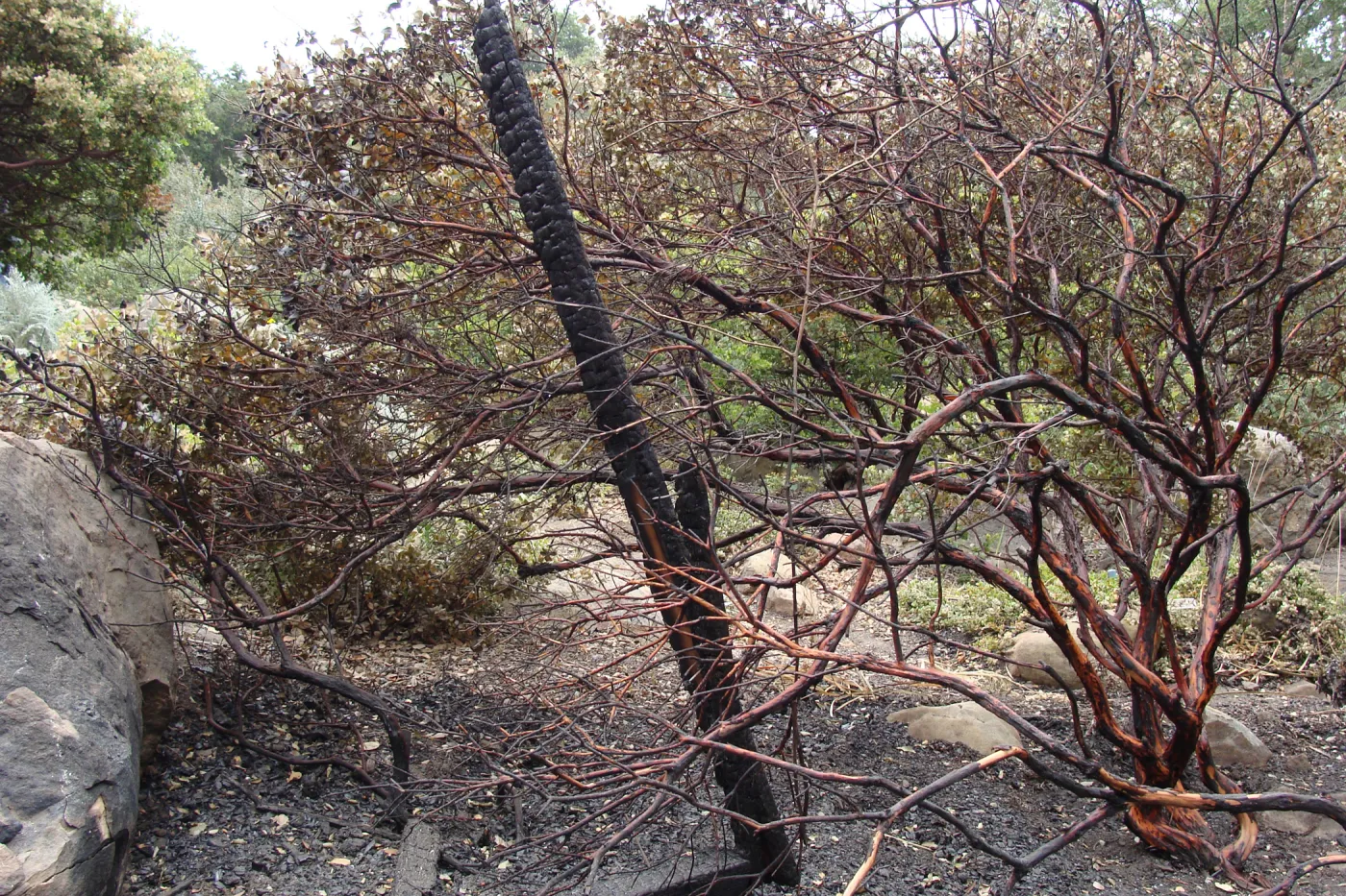 burned Arctostaphylos (Manzanita) adjacent to the Home Demonstration Garden deck, after the Jesusita Fire