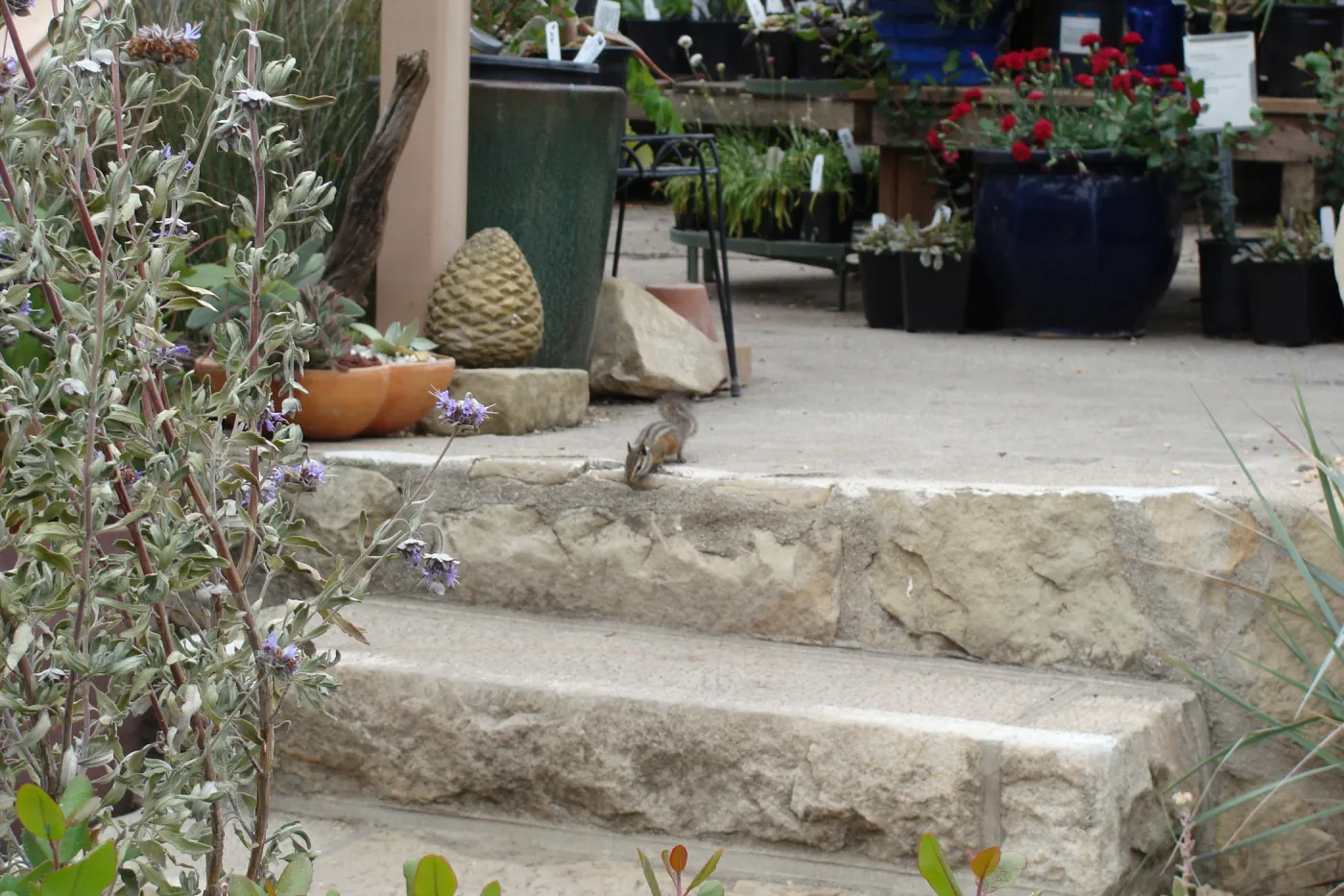 chipmunk, Growers Nursery steps, Santa Barbara Botanic Garden, after the Jesusita Fire