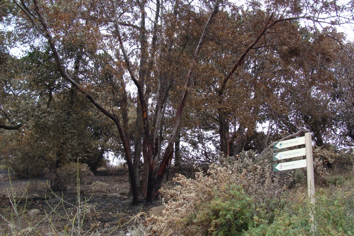 Directional sign and burned Santa Cruz Island Ironwood trees on the Porter Trail, after the Jesusita Fire