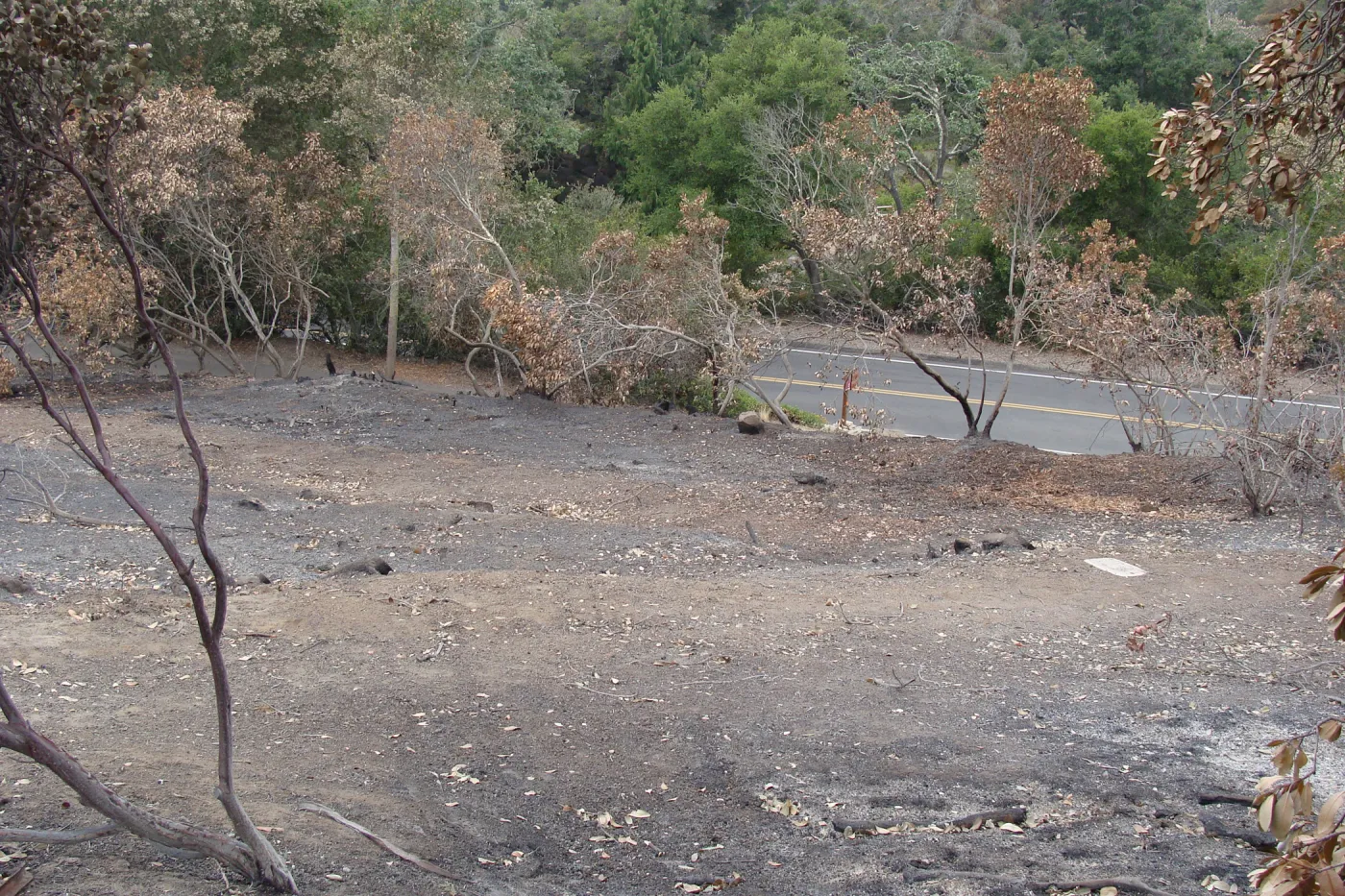 hill slope below the Hort unit and above Mission Canyon Road, after the Jesusita Fire