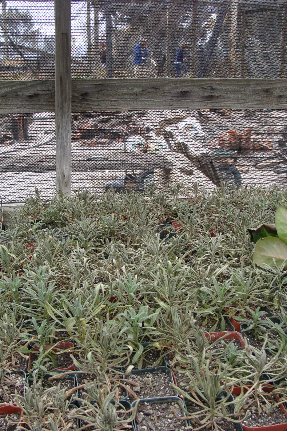 ash covered pots containing Arabis hoffmannii, Santa Barbara Botanic Garden, after the Jesusita Fire