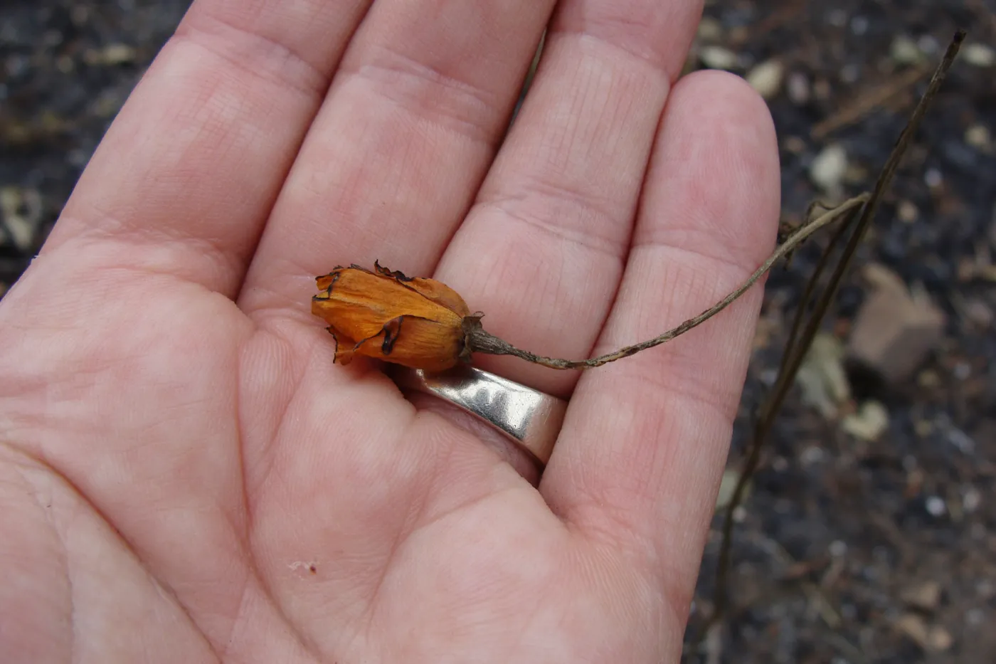 fire singed poppy flower, Santa Barbara Botanic Garden, after the Jesusita Fire