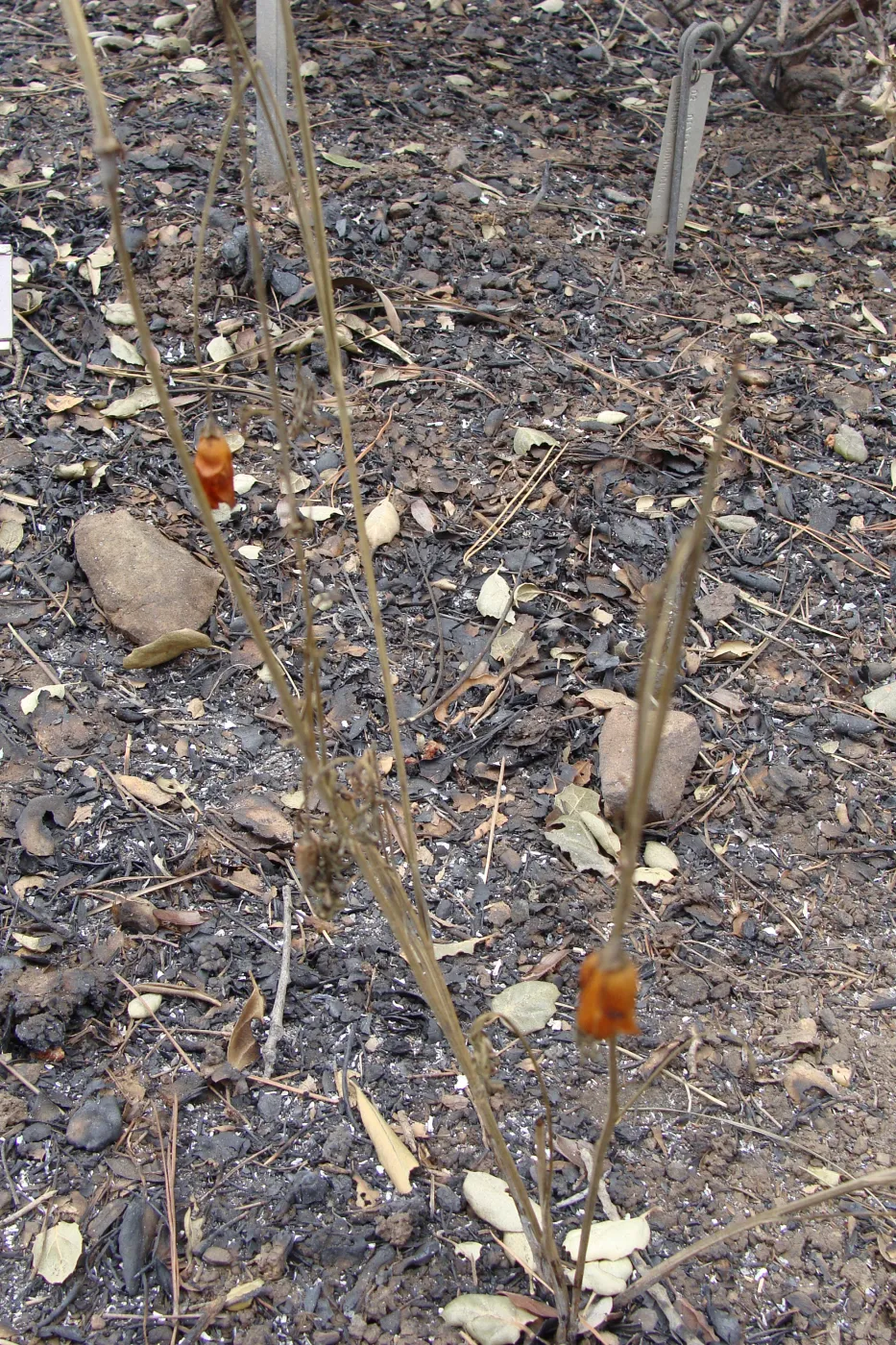 fire singed poppies on the Porter Trail, Santa Barbara Botanic Garden, after the Jesusita Fire