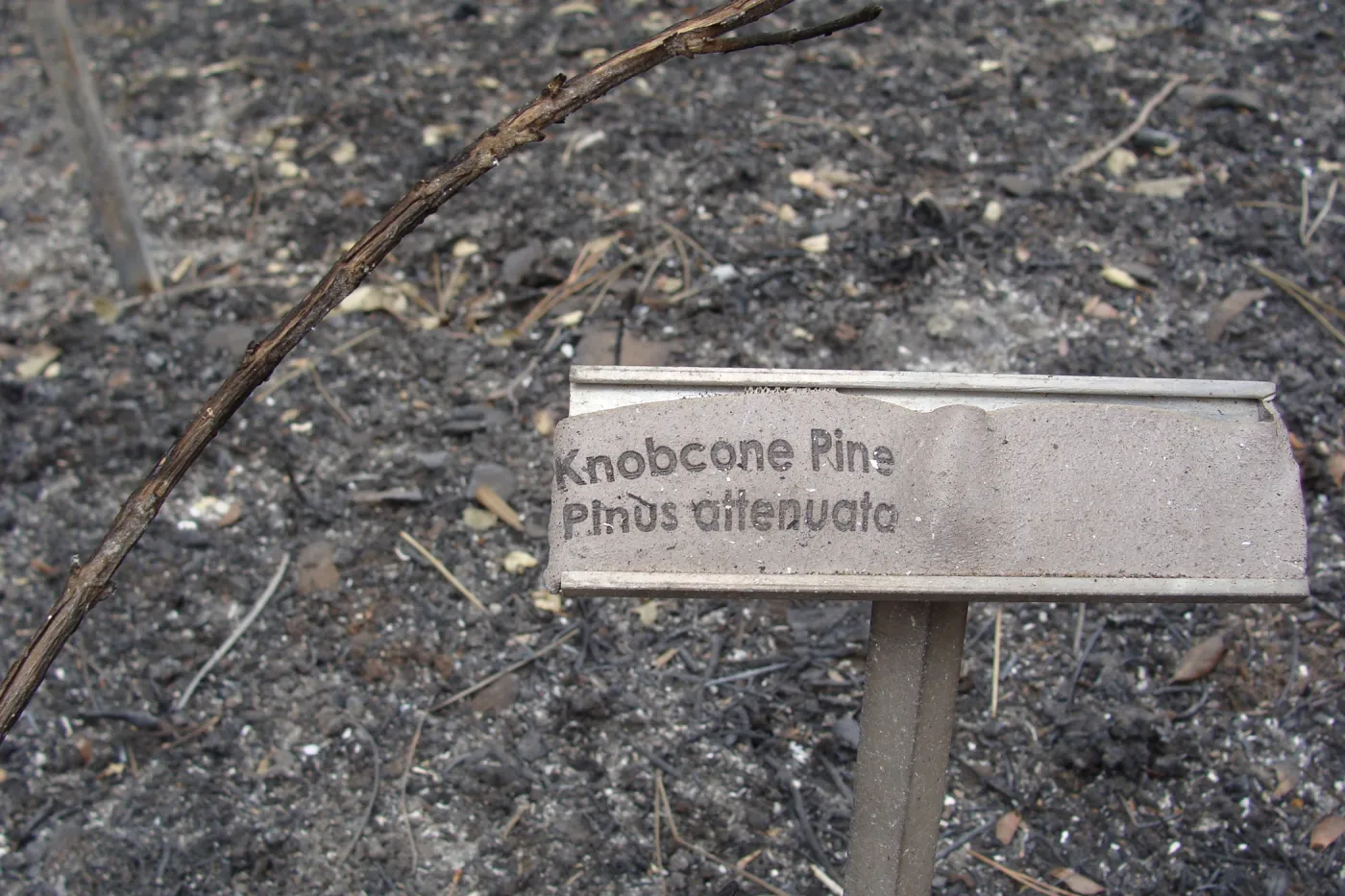 melted plant identification label, after the Jesusita Fire