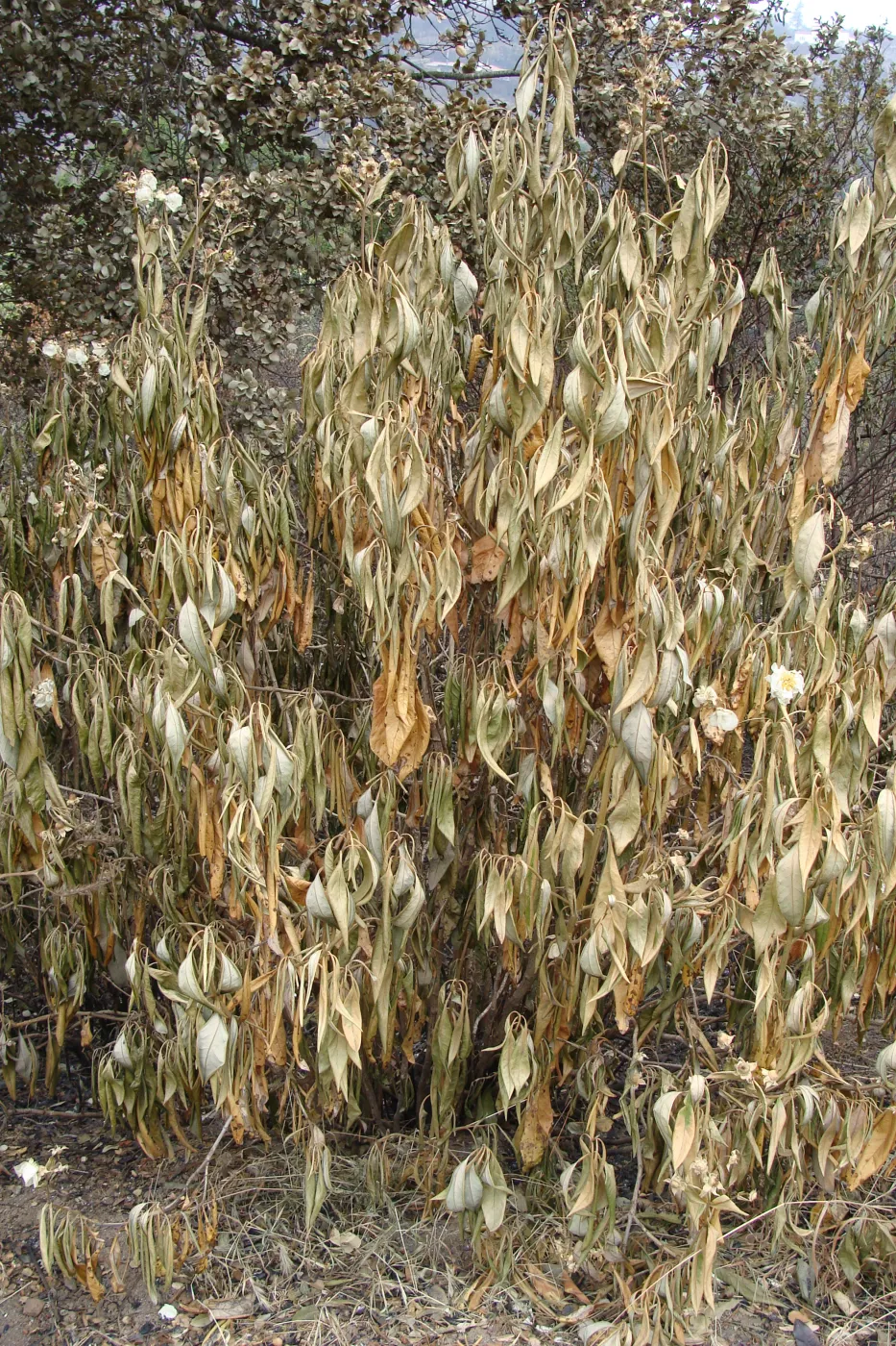 burned plant on the Porter Trail, after the Jesusita Fire