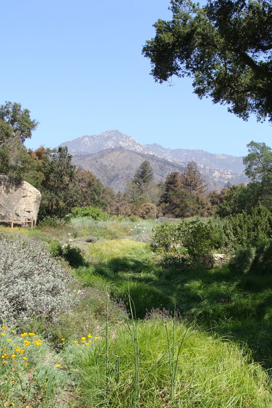 Meadow View to La Cumbre Peak, after the Jesusita Fire