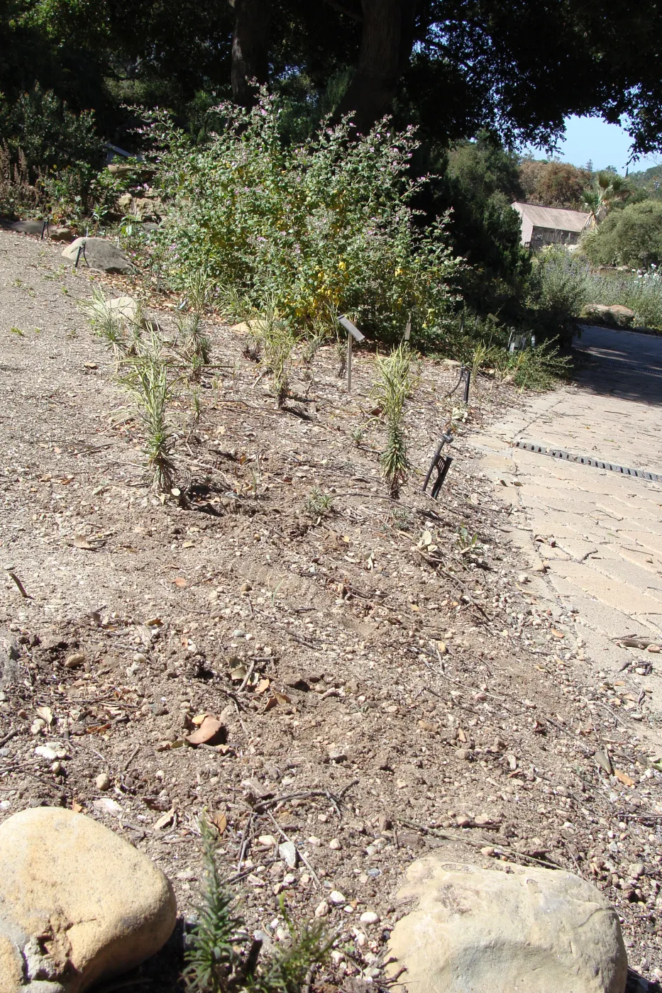Arabis hoffmannii, Conservation Display, after the Jesusita Fire