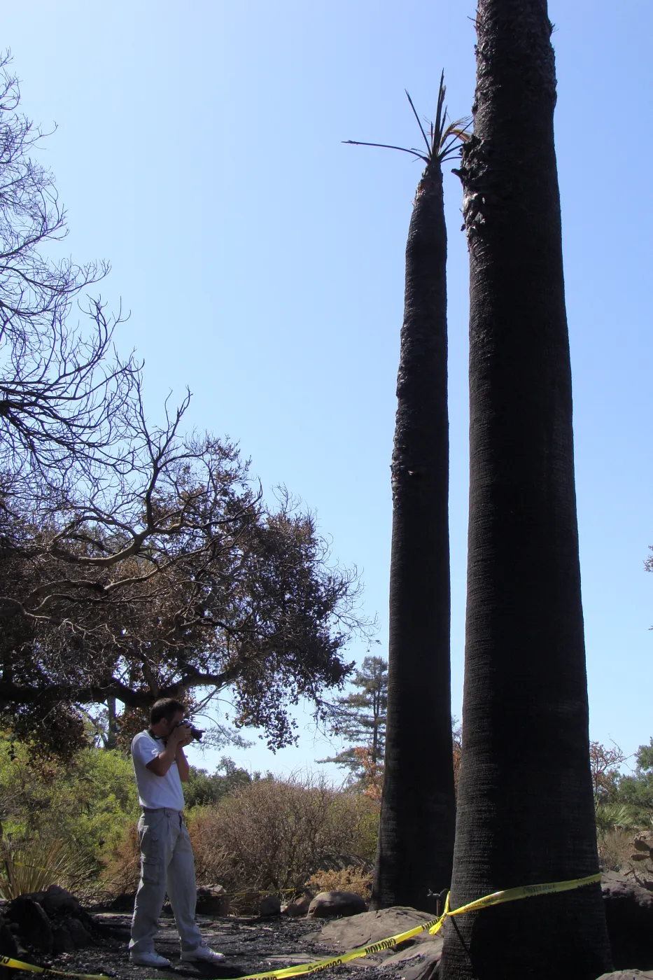 burned palms in the Desert Section, after the Jesusita Fire