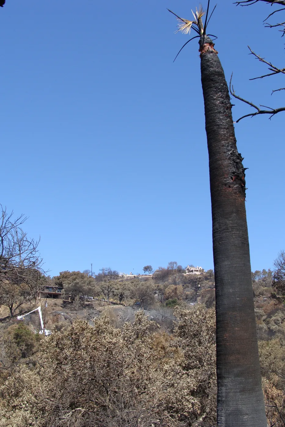 burned palm in Desert Section with view across to burned homes above Tunnel Road, after the Jesusita Fire