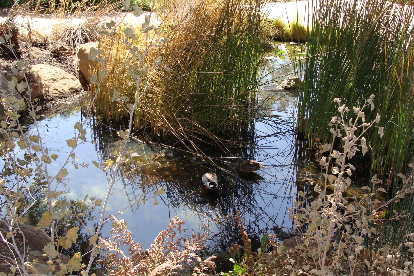 Mallard ducks in the Pond, after the Jesusita Fire