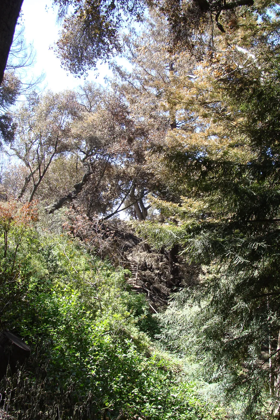 Indian Steps through the burned and heat-singed canopy of the Coast Redwood Section, after the Jesusita Fire