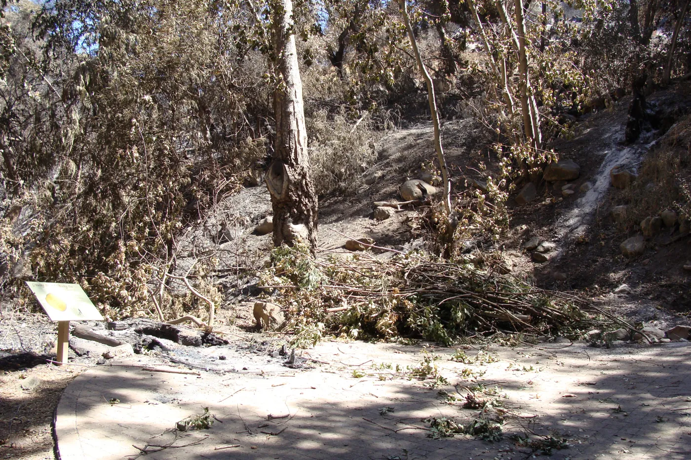 burned remains of the Redwood Cross-section exhibit, after the Jesusita Fire