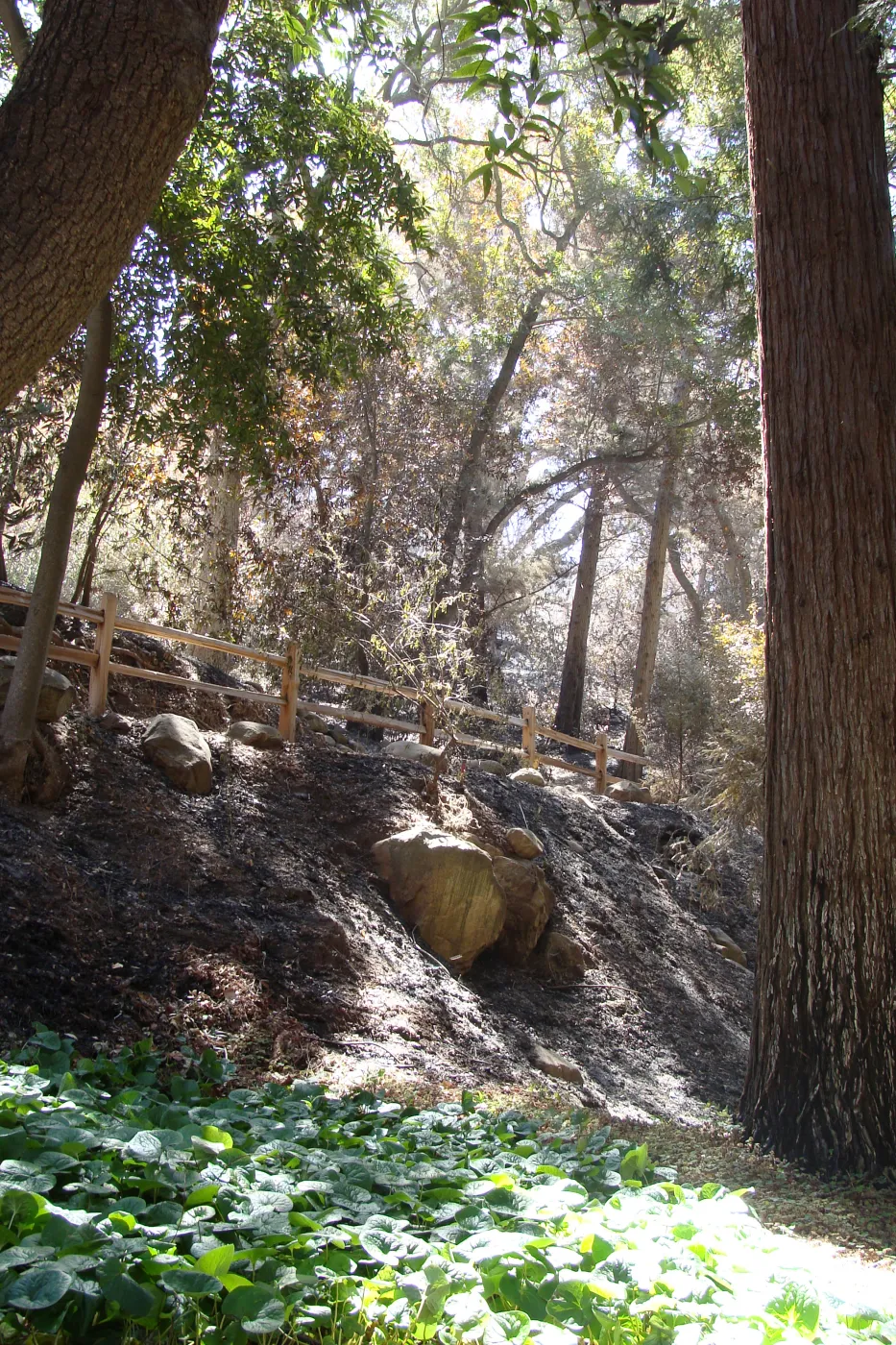 Redwood Section, after the Jesusita Fire