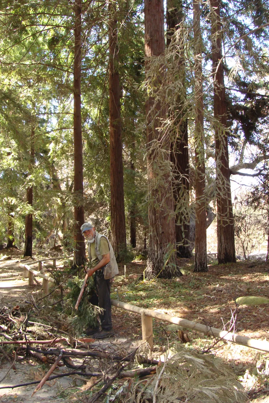 Geege Ostroff picking up damaged branches and debris in the Redwood Section, after the Jesusita Fire