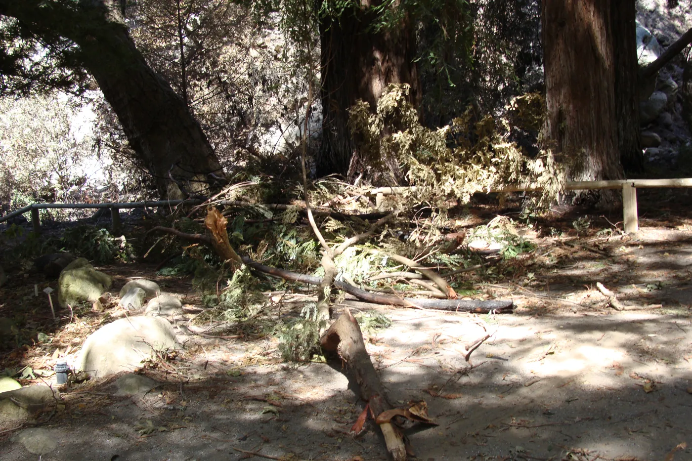 downed branches and debris in the Redwood Section, after the Jesusita Fire