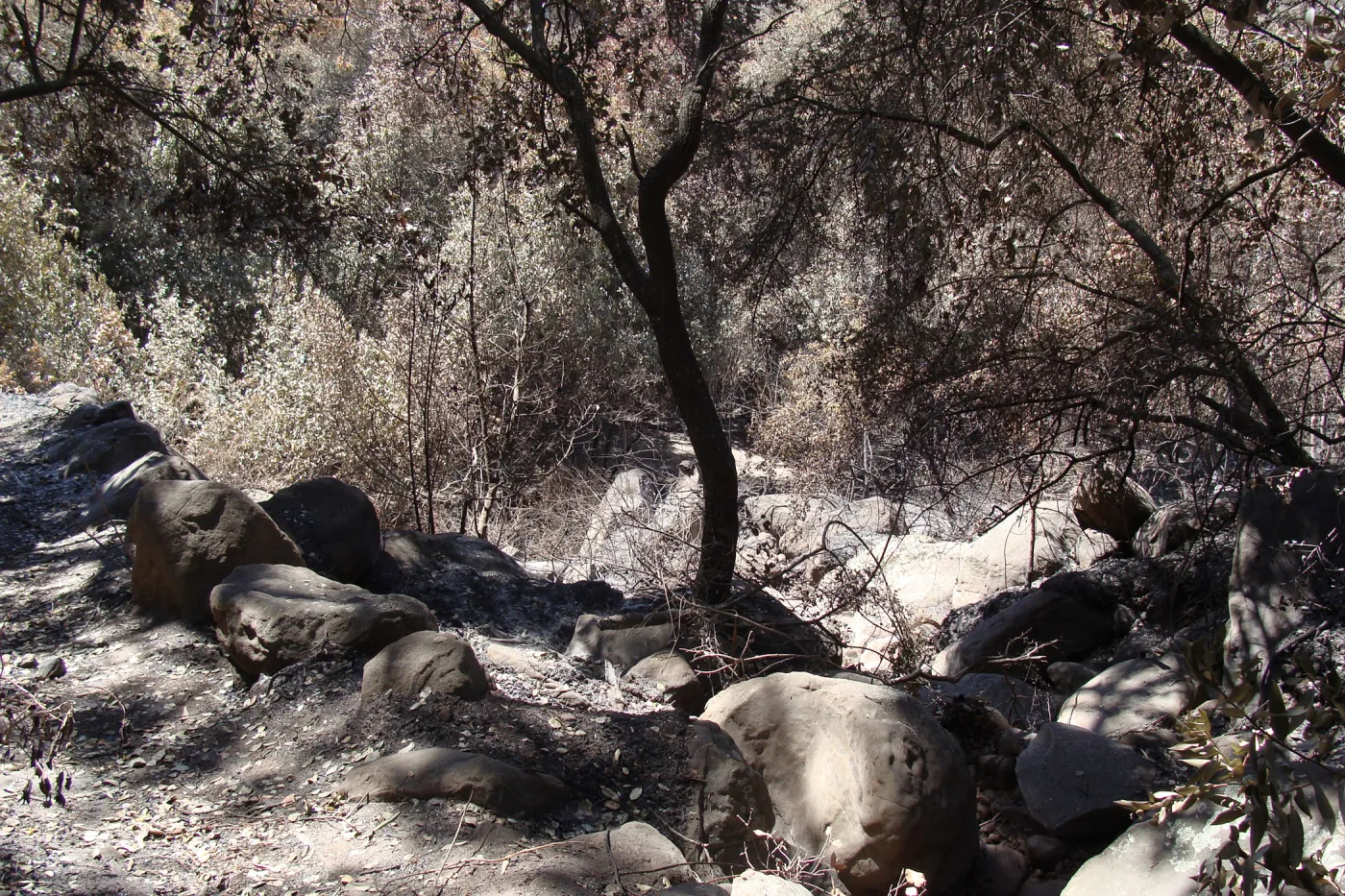view down to the Canyon Trail from the Pritchett Trail, after the Jesusita Fire