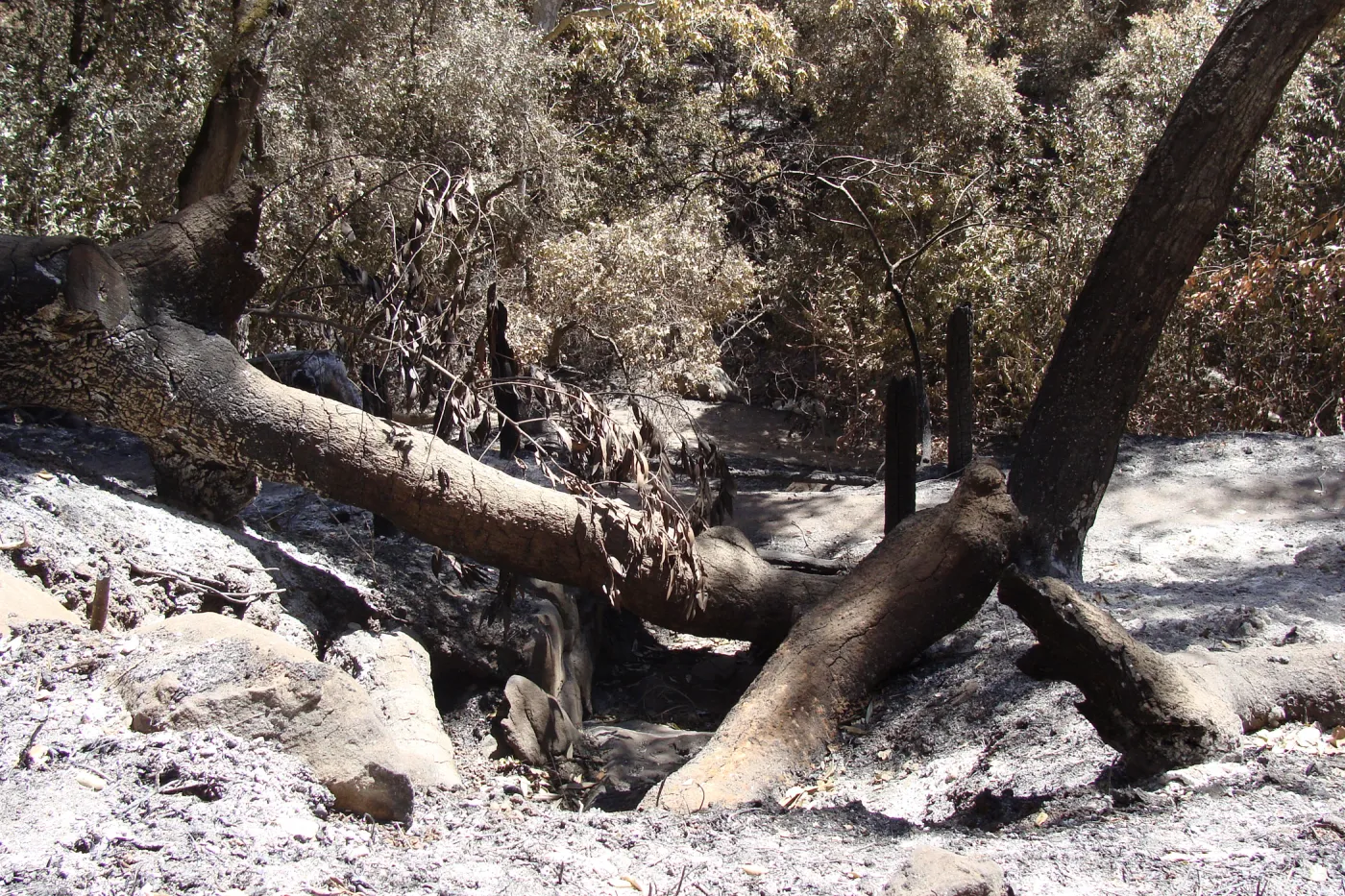 fallen tree, across drainage canal, below the Pritchett Trail, after the Jesusita Fire