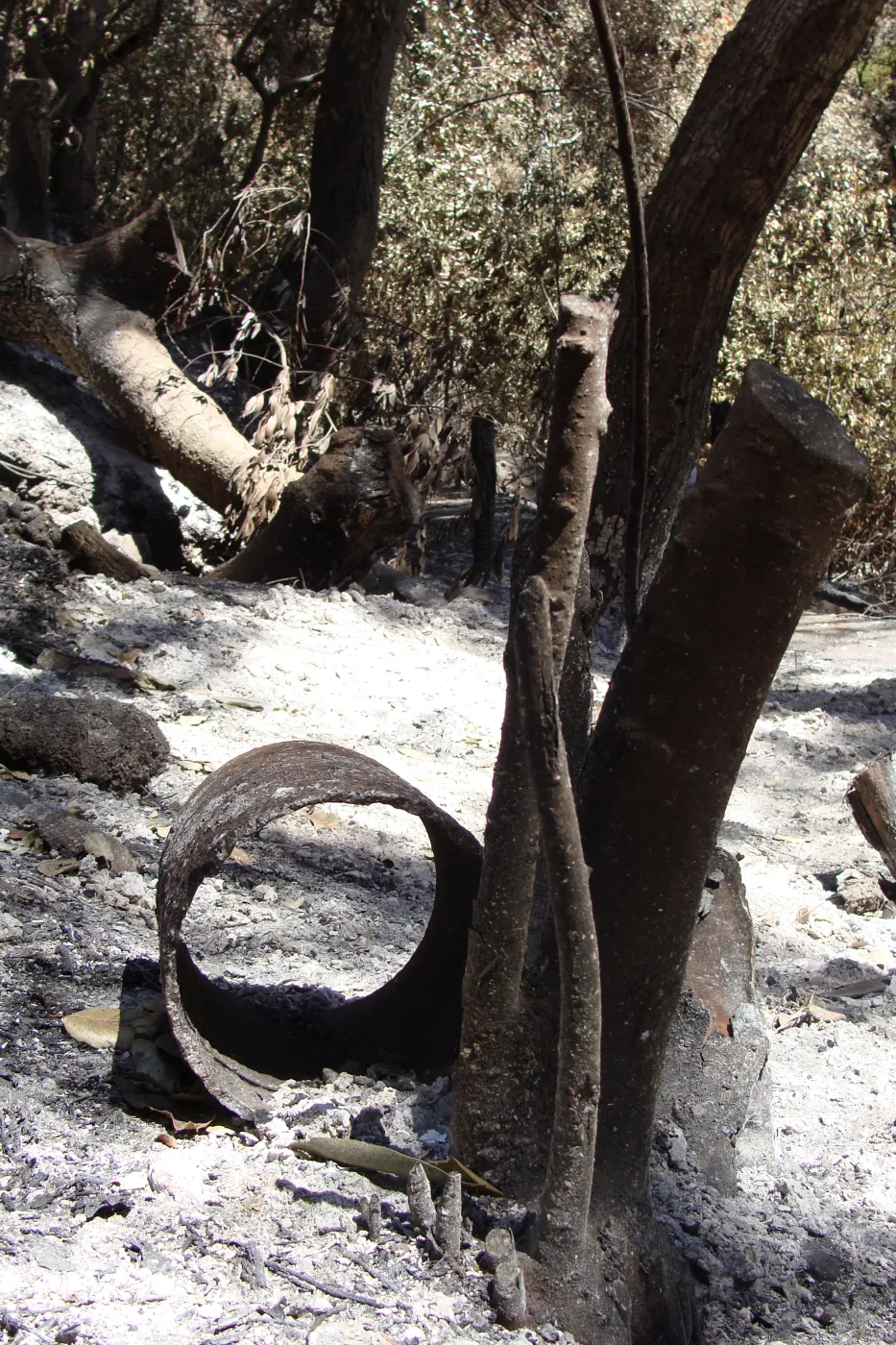 ash, fallen tree and metal debris along the Pritchett Trail, after the Jesusita Fire