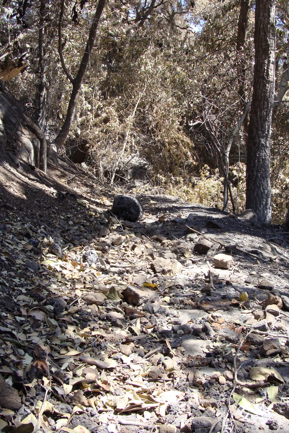 fire singed bay leaves litter the lower section of the Pritchett Trail, after the Jesusita Fire