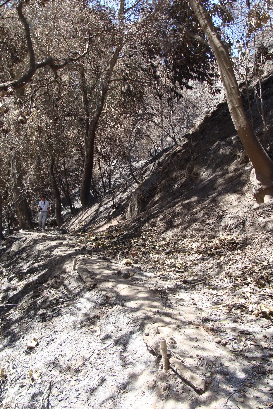 lower section of the Pritchett Trail, after the Jesusita Fire