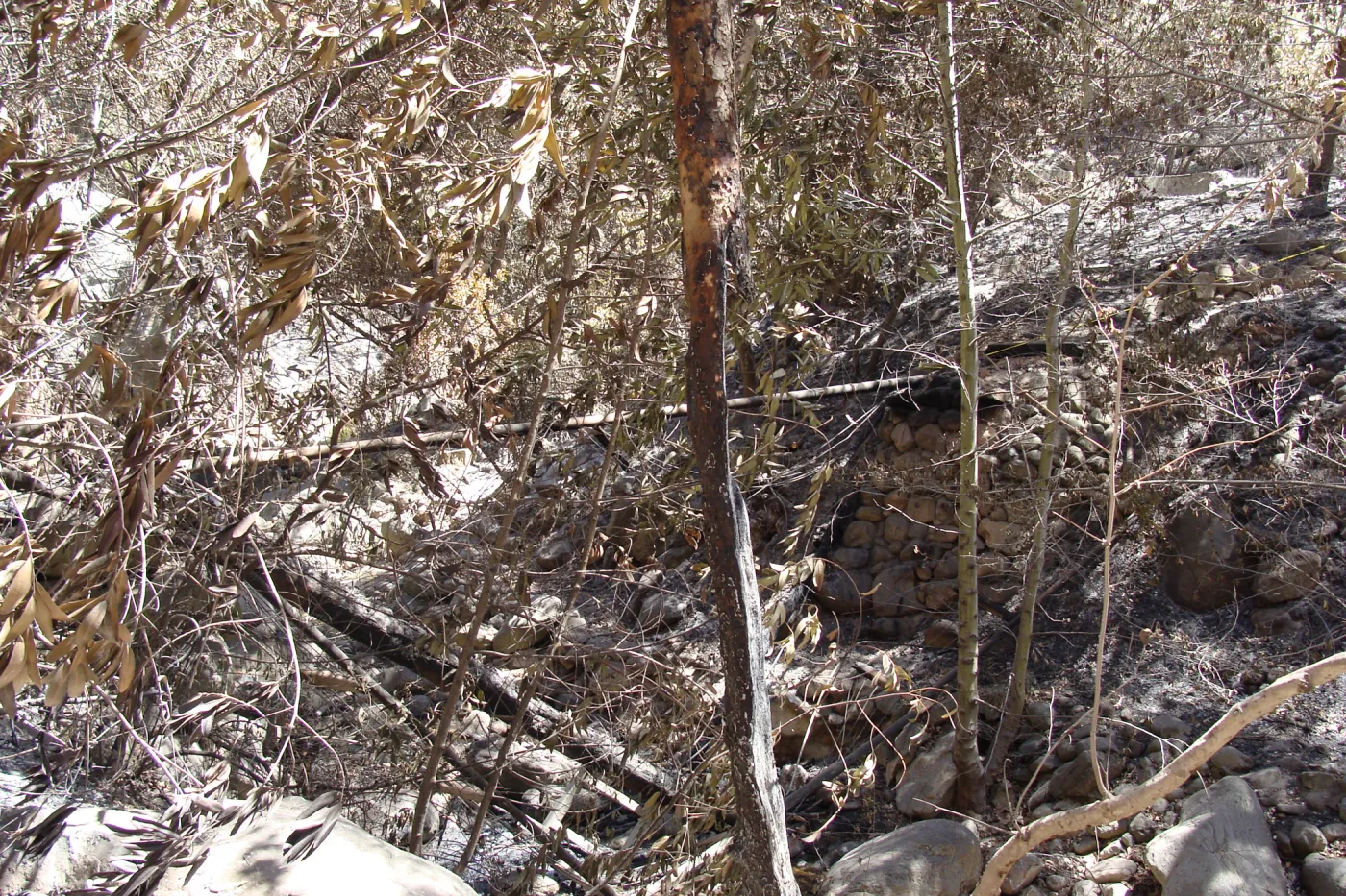fire debris litters the slope above the Canyon Trail, after the Jesusita Fire