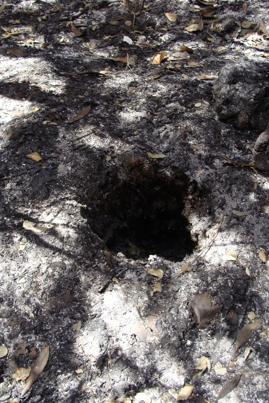 ash and burned leaves, burned out hollow in the ground where a tree once stood, after the Jesusita Fire