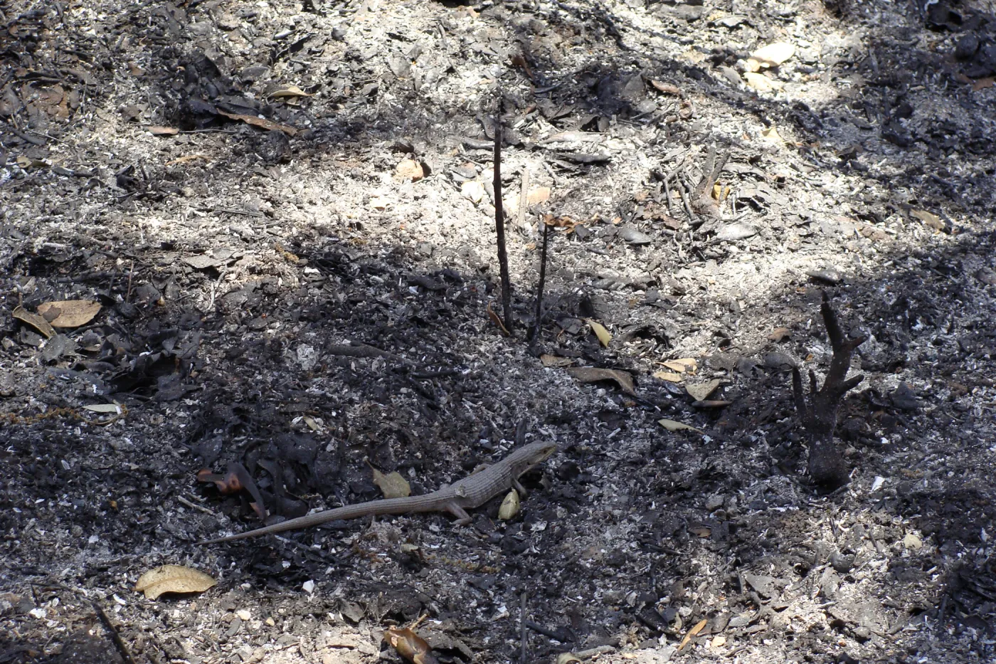 lizard amongst ash, after the Jesusita Fire