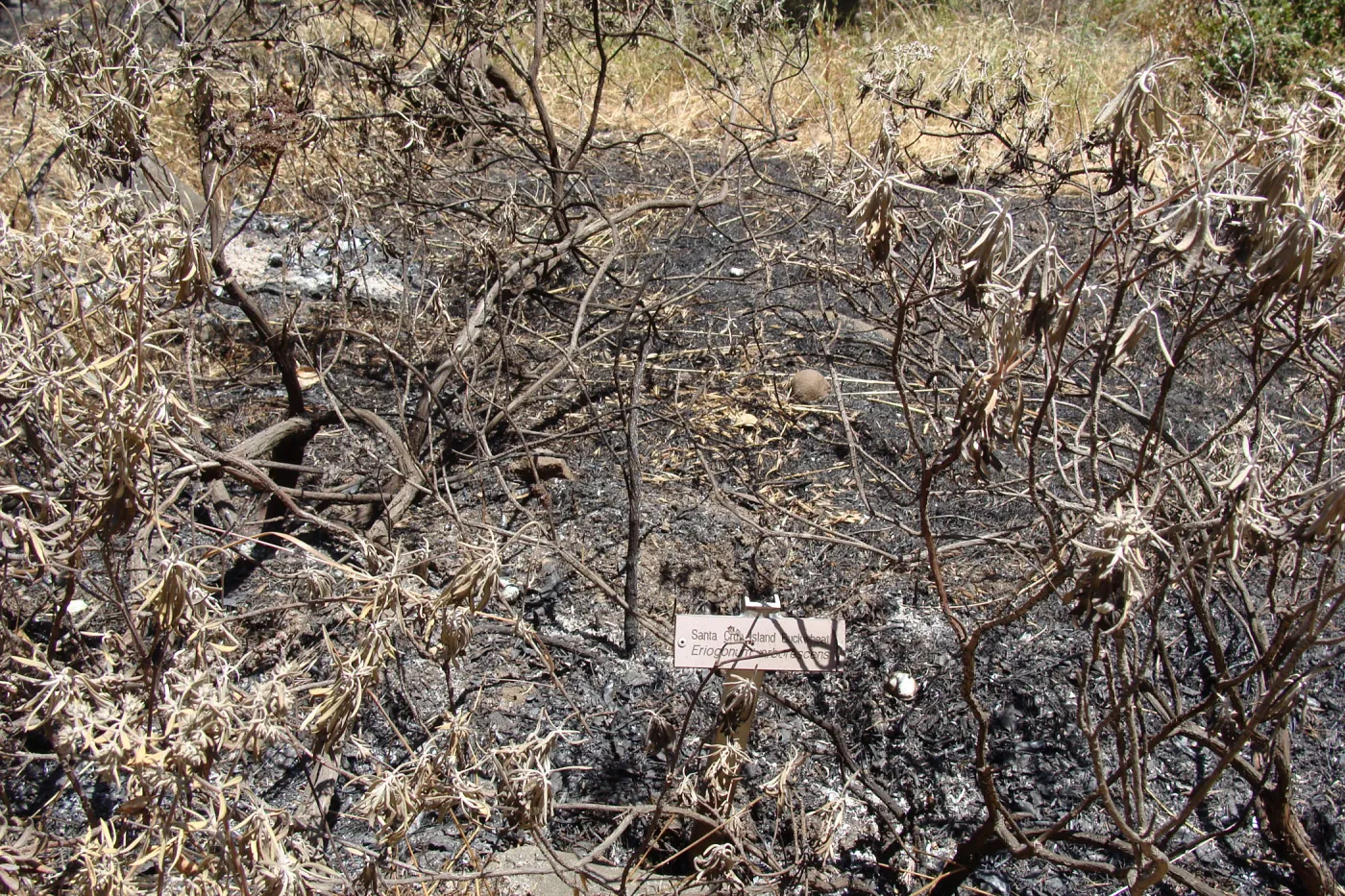 burned Santa Cruz Island Buckwheat planting in the Island Section, after the Jesusita Fire