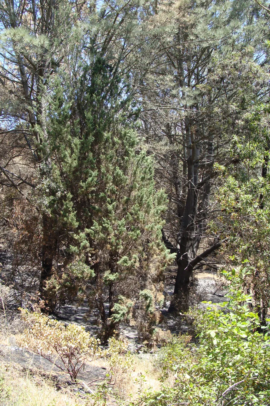 burned stand of pines adjacent to the Easton Aqueduct Trail, after the Jesusita Fire