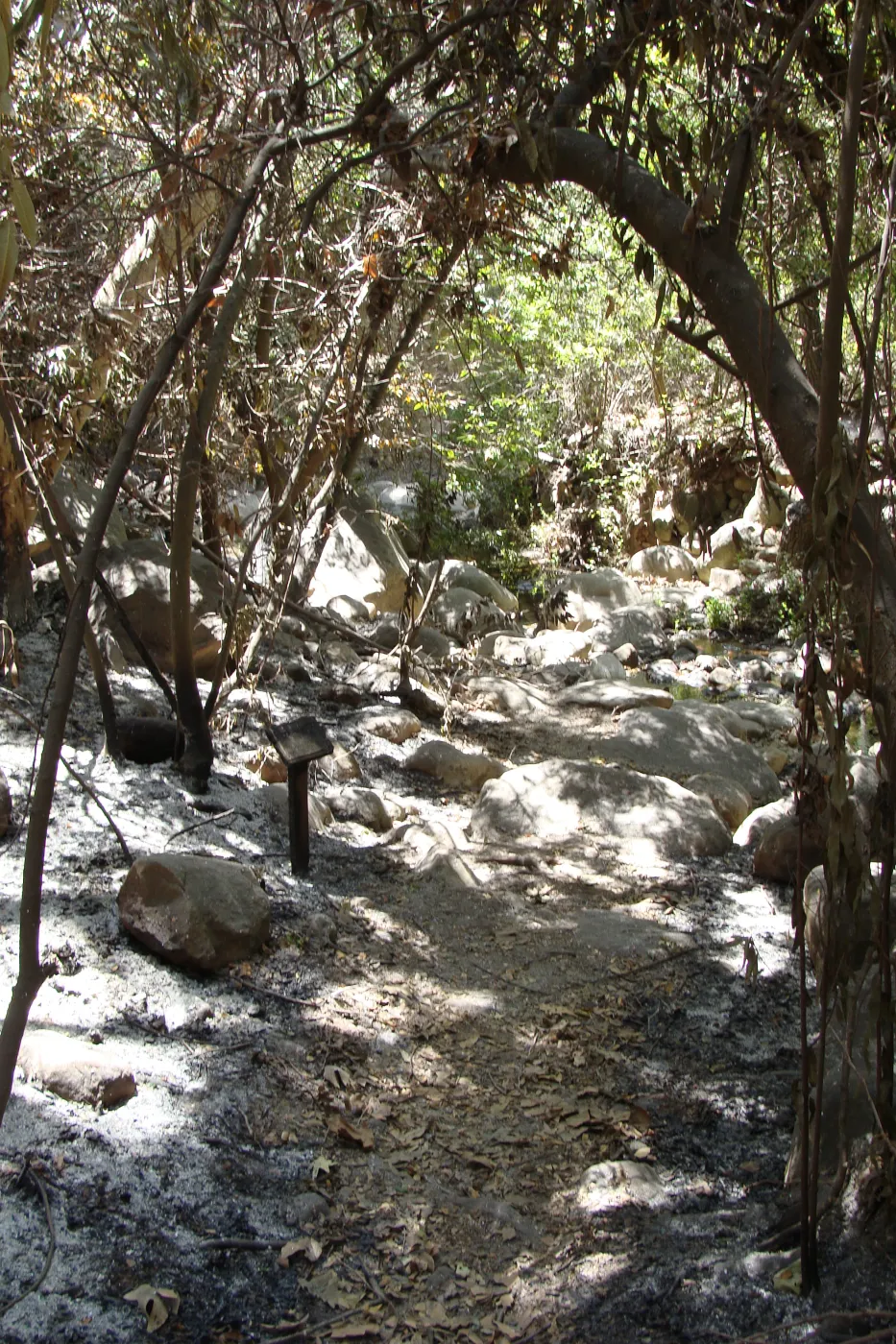 Creek Trail along Mission Creek, after the Jesusita Fire