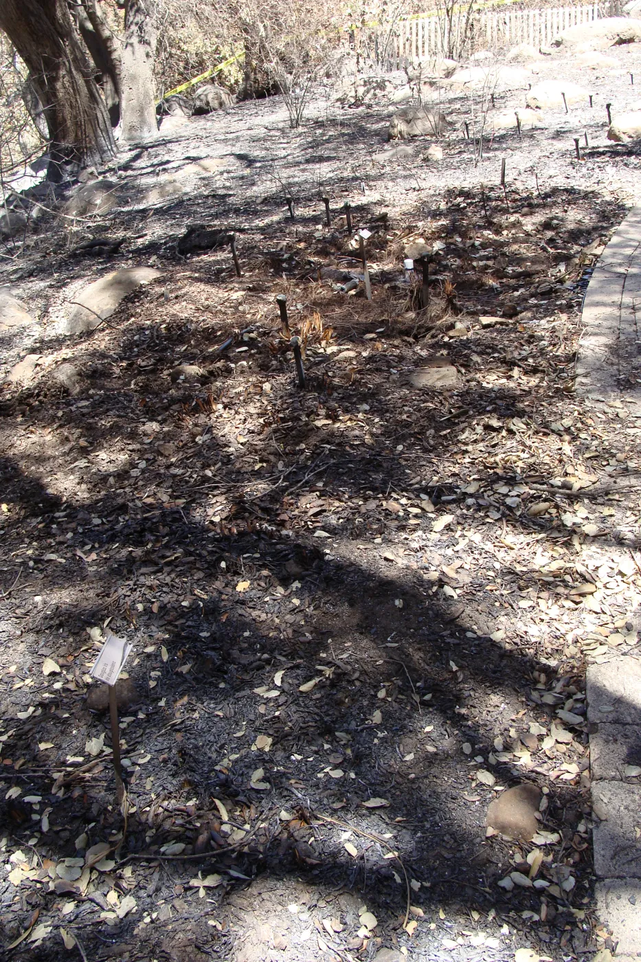 PCH iris planting adjacent to the Picnic Area, after the Jesusita Fire