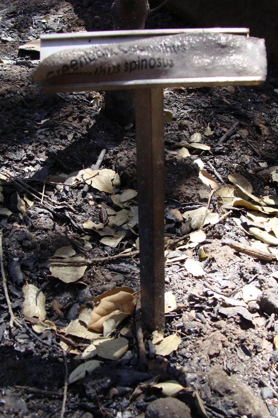 melted plant identification label, after the Jesusita Fire