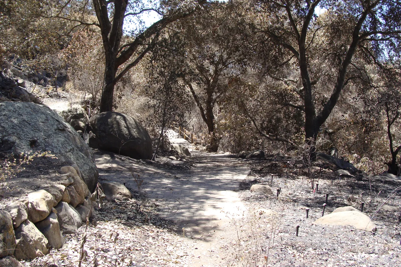 view of campbell Trail path from the Picnic Area, after the Jesusita Fire