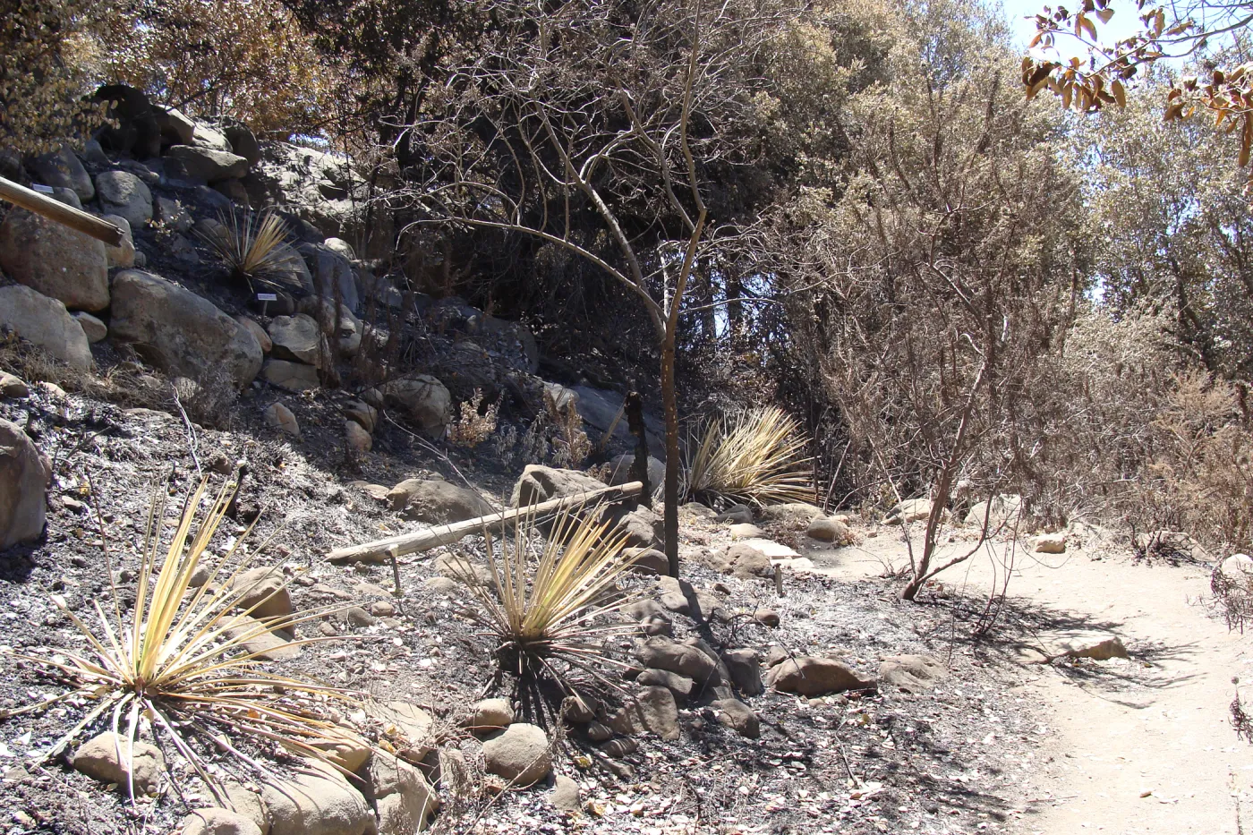 burned slope along the Campbel Trail, after the Jesusita Fire