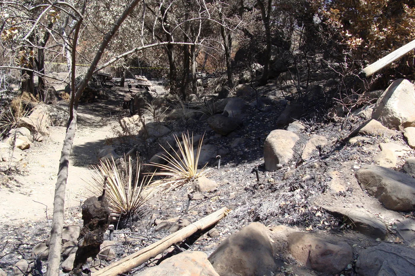 viewing down the Campbell Trail, after the Jesusita Fire