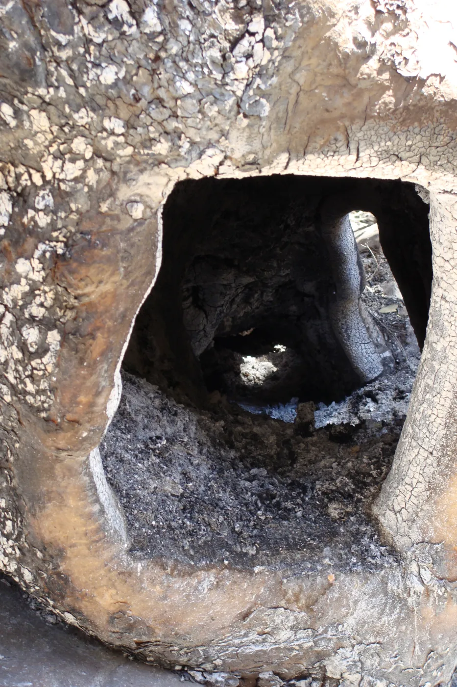 Sycamore tree trunk hollowed out by fire, after the Jesusita Fire