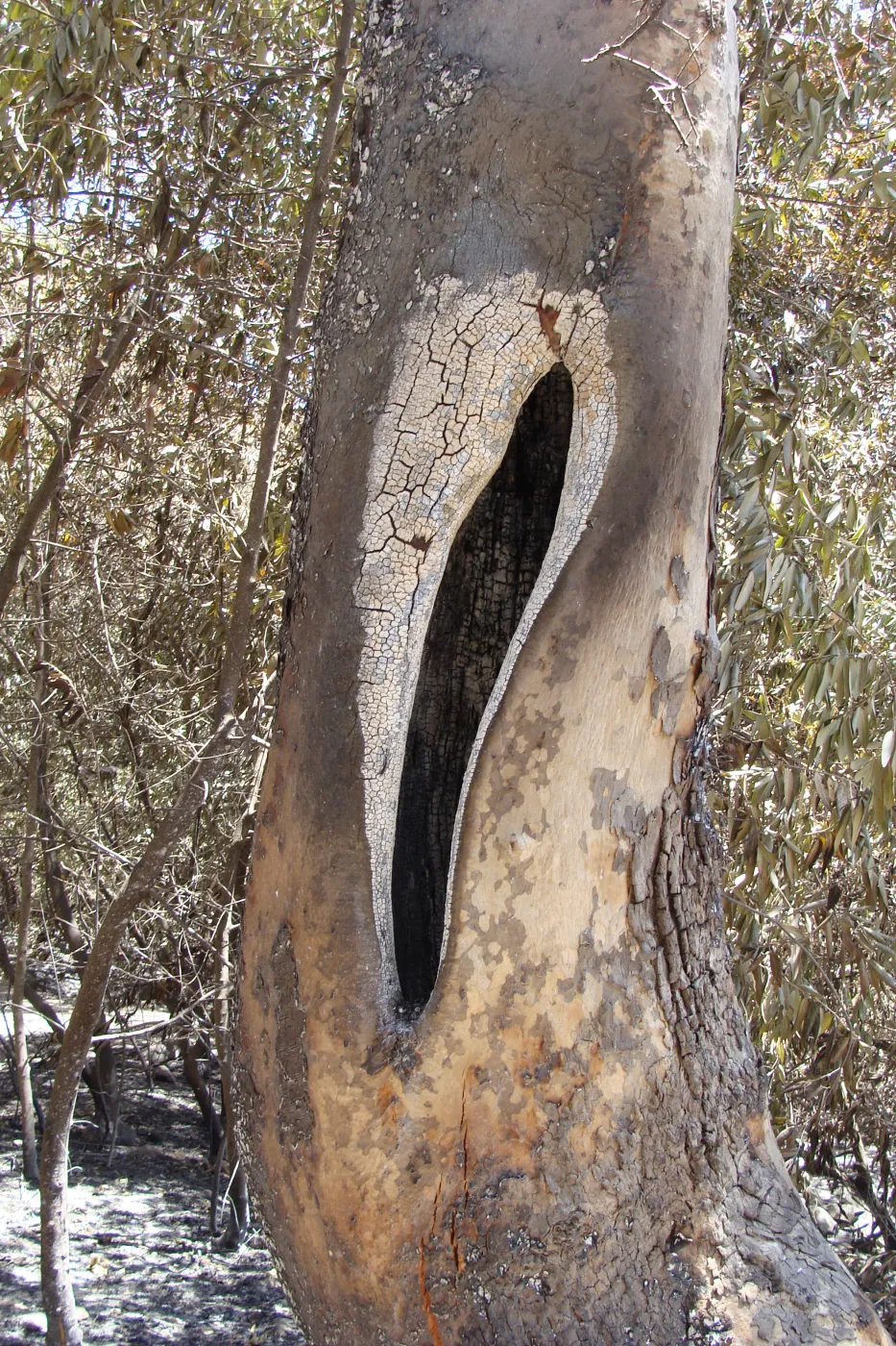 Sycamore tree trunk hollowed out by fire, after the Jesusita Fire