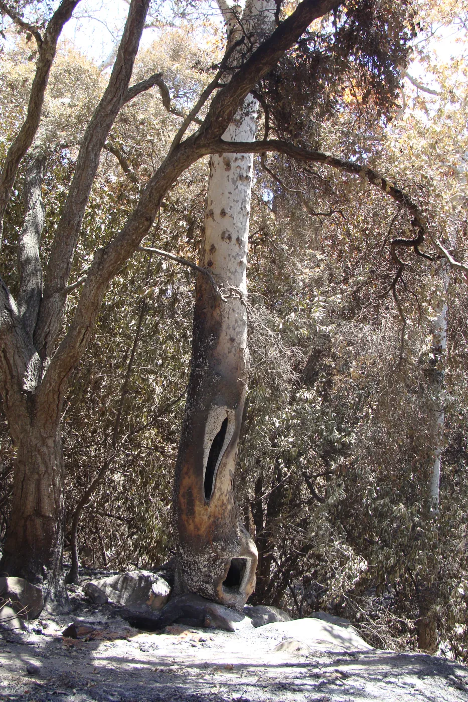 Sycamore tree trunk hollowed out by fire, after the Jesusita Fire